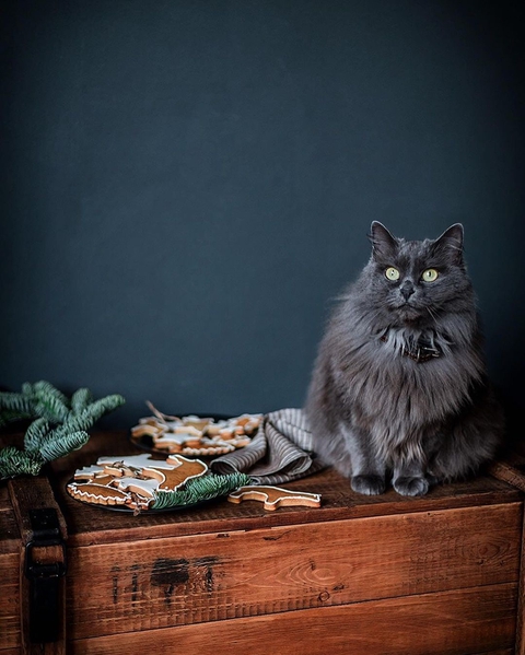 cat