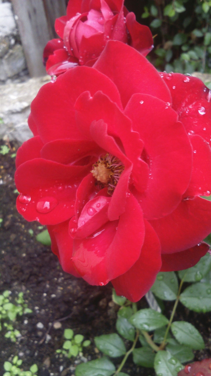 Red rose