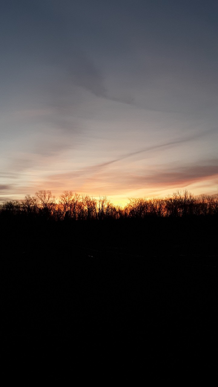 Treeline