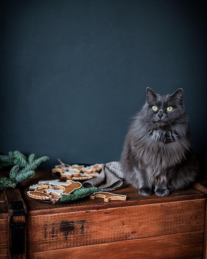 cat
