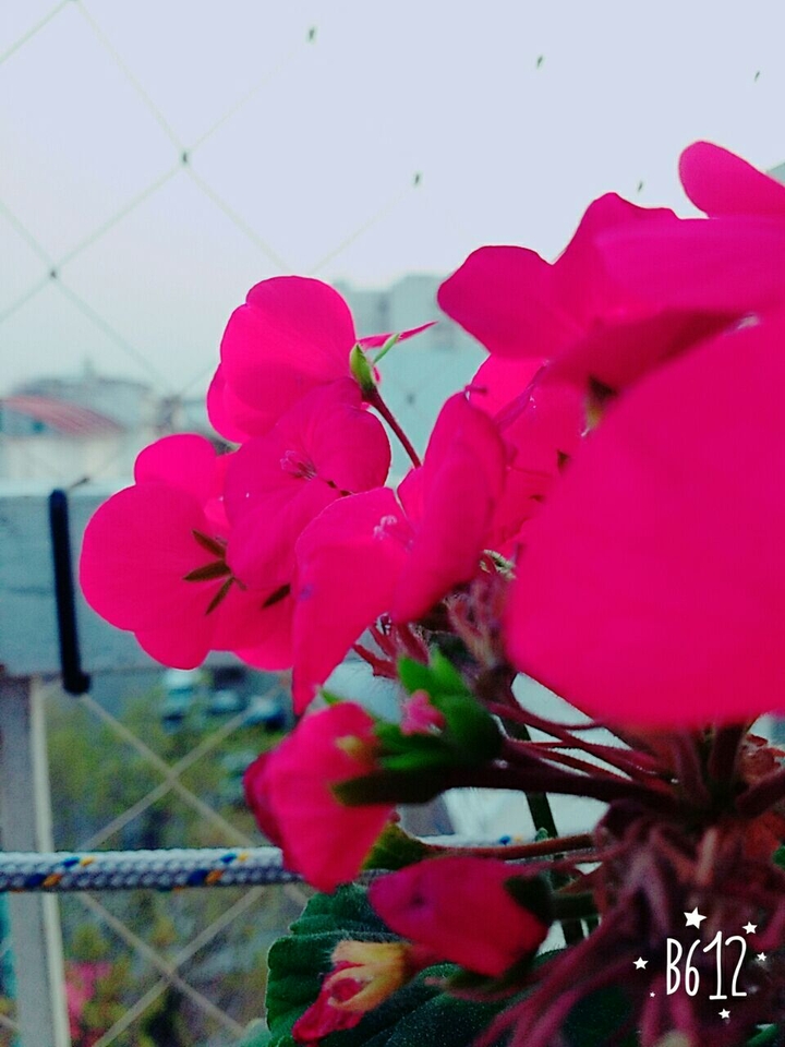 edit flower
