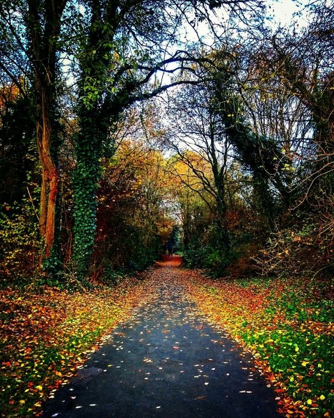 Herbst Allee
