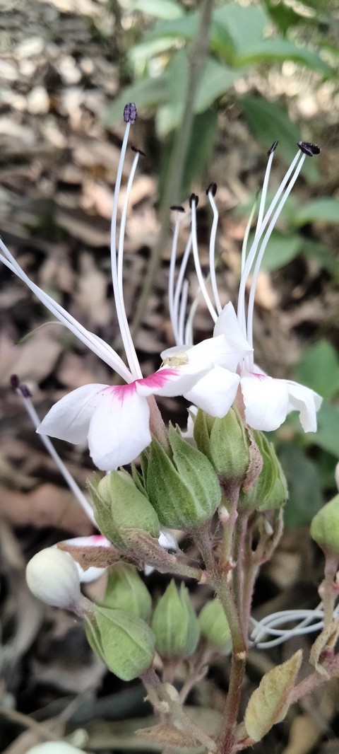 wildflower, flower Hintergrundbilder