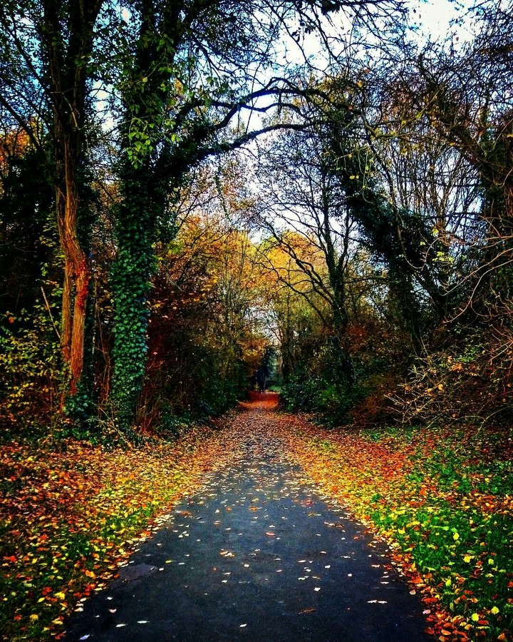 Herbst Allee