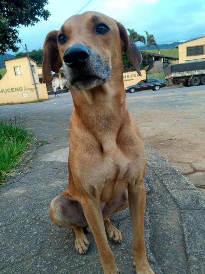 Dog