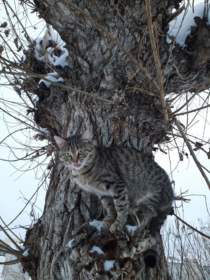 коты