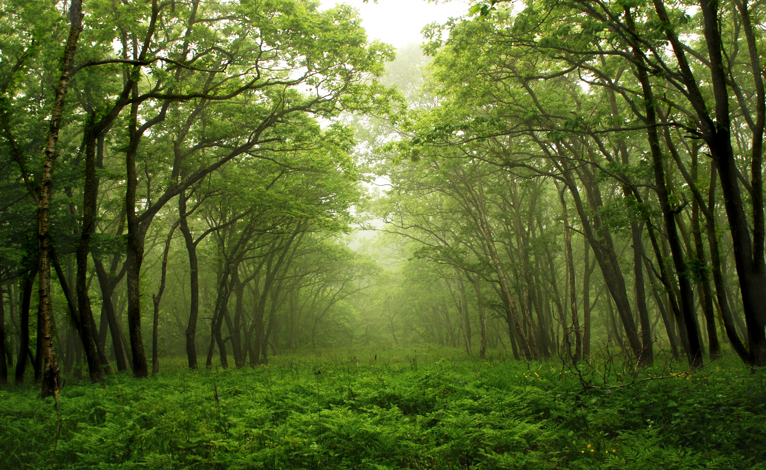 обои ecoregion, vegetation