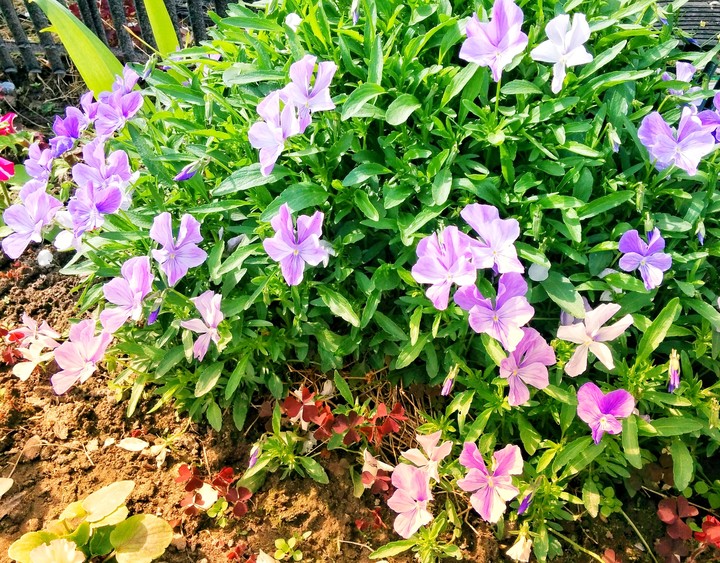flowers