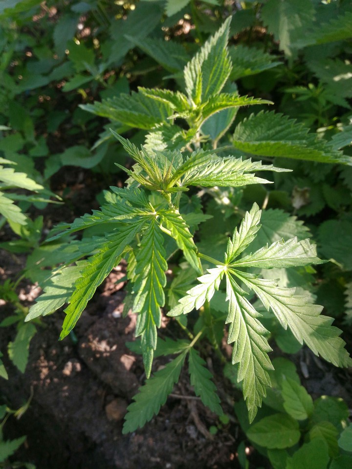 leafs
