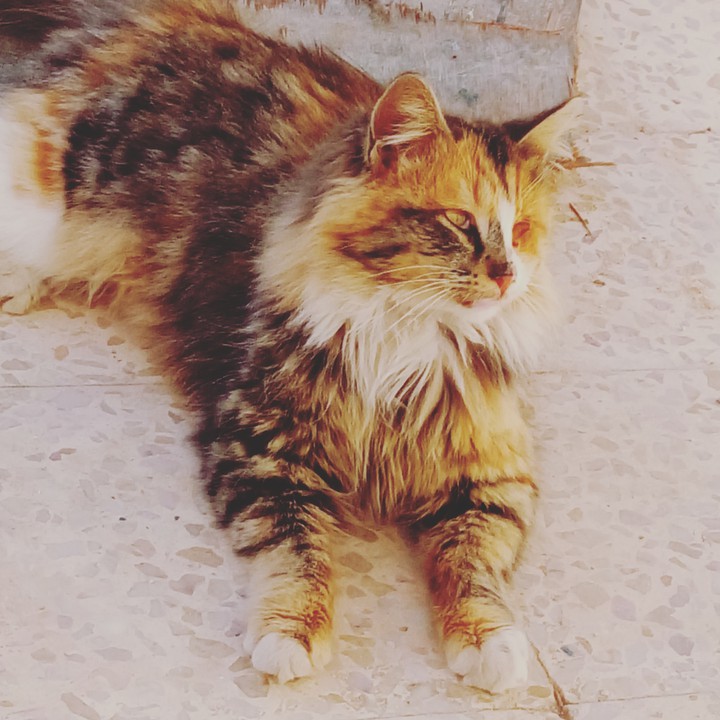 cate