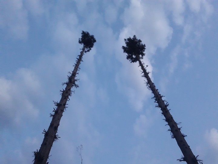 nature