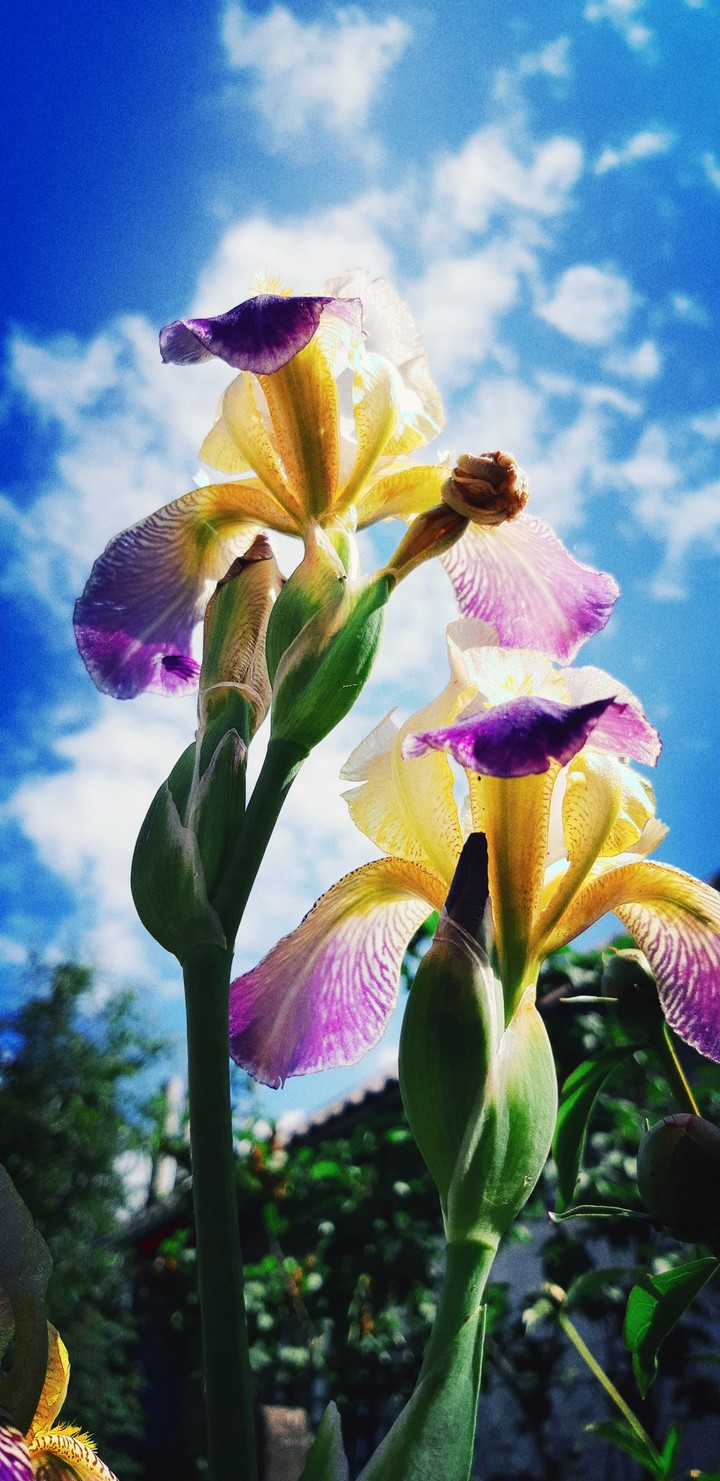 flowers