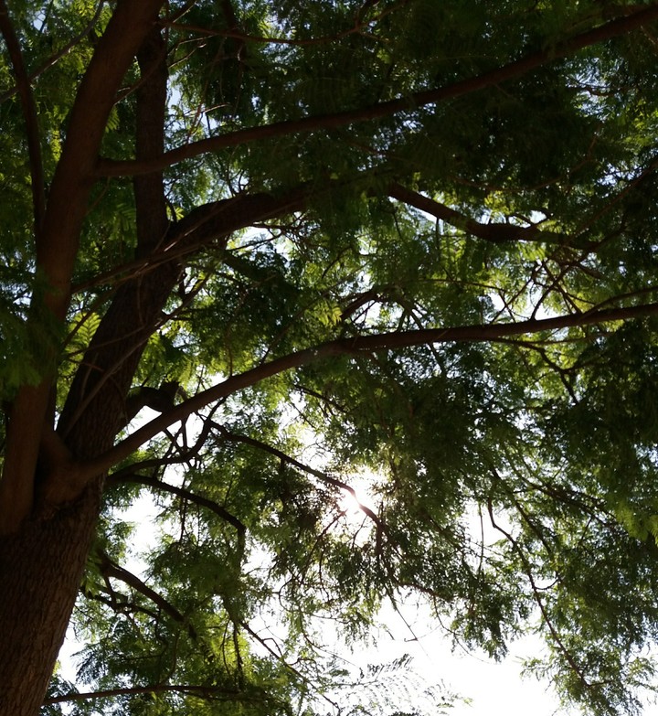 under the tree