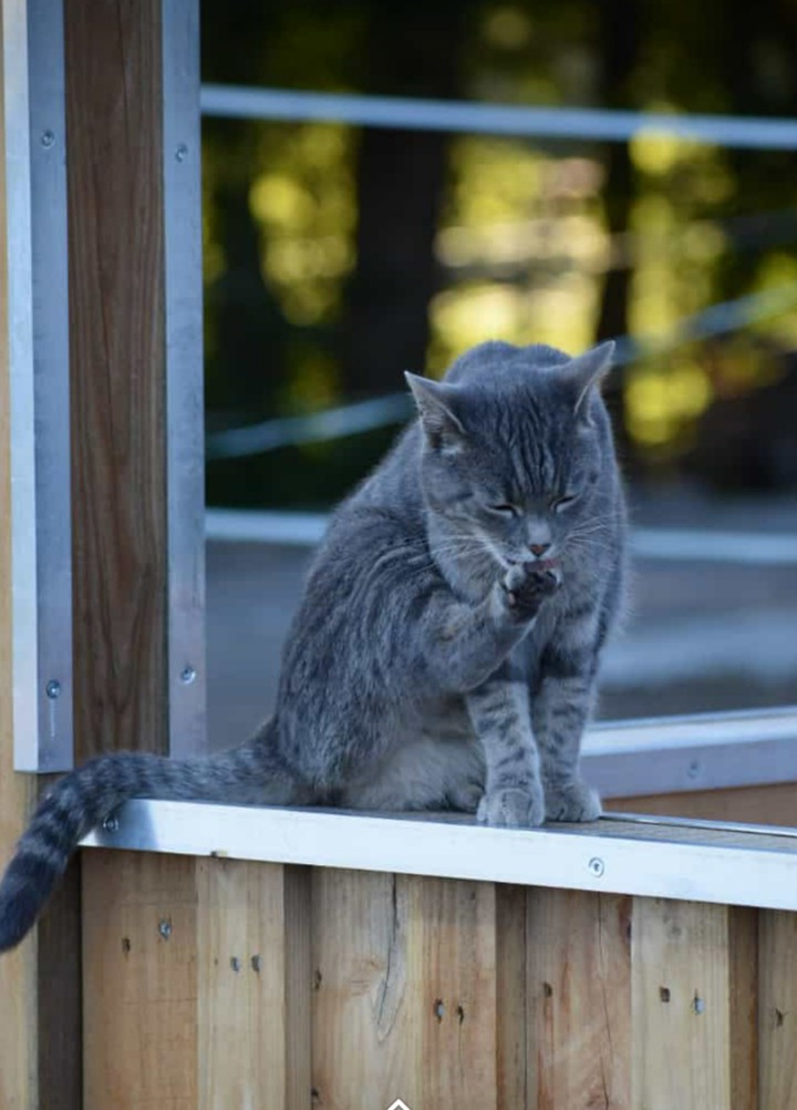 cat
