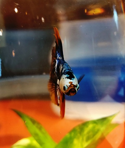fish