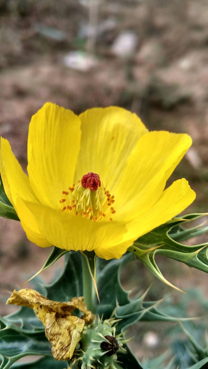 yellow wilderness