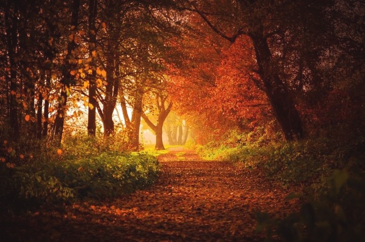 Forest Way