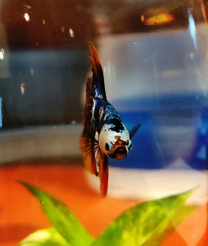 fish