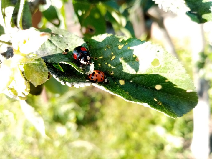 LadyBugs?