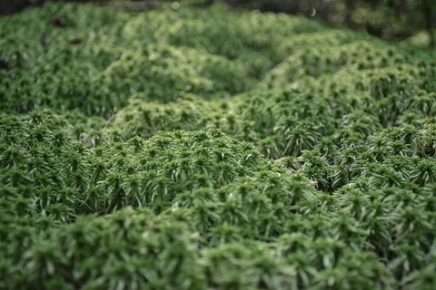 The small jungle