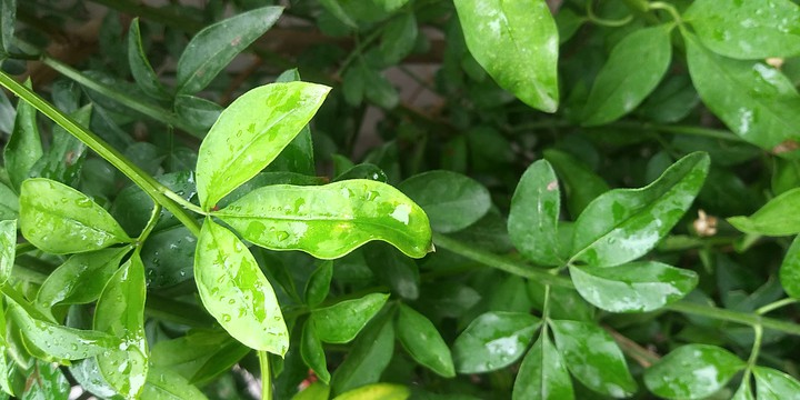 NATURE???