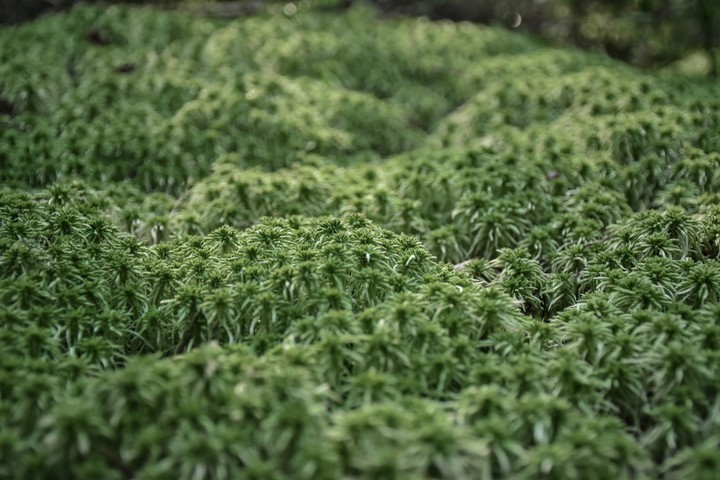 The small jungle