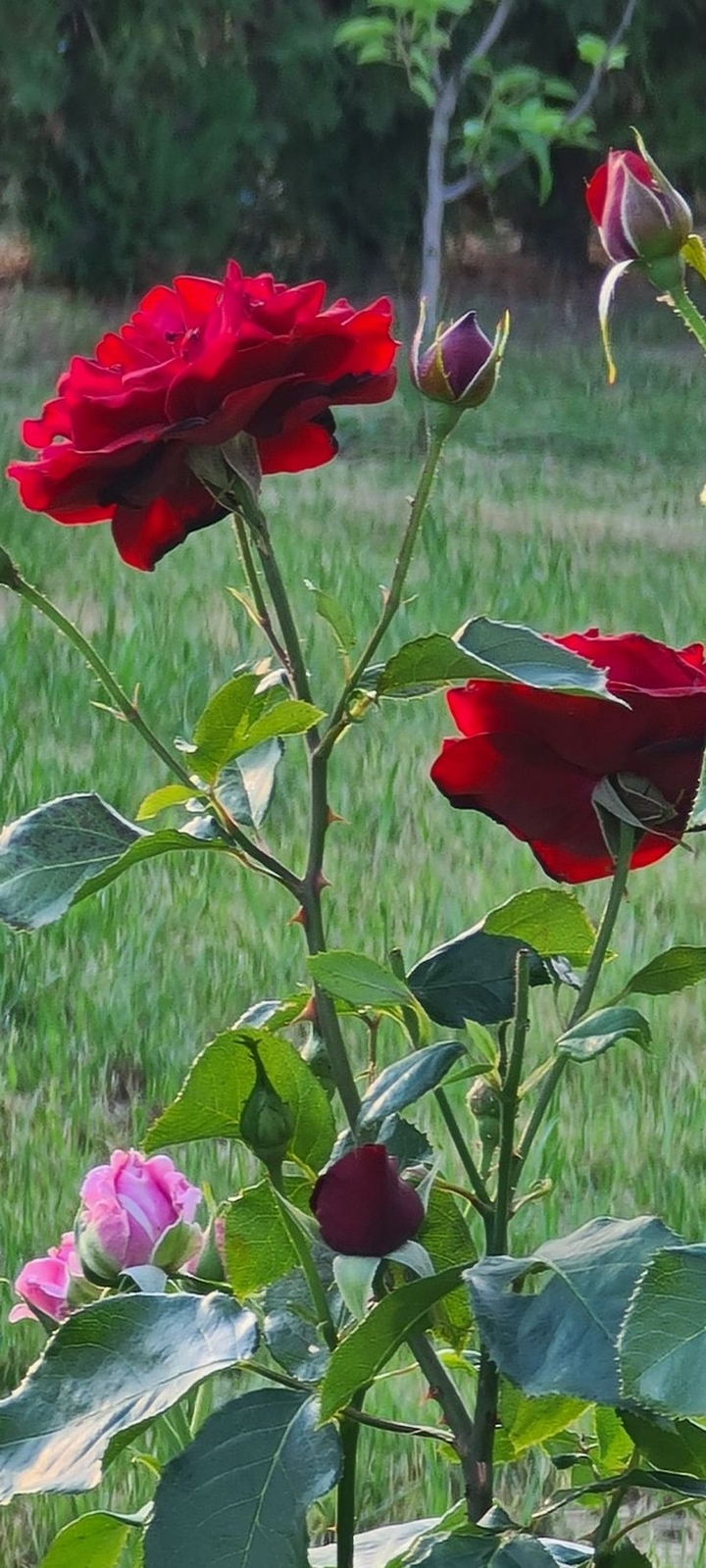 Blooming season
