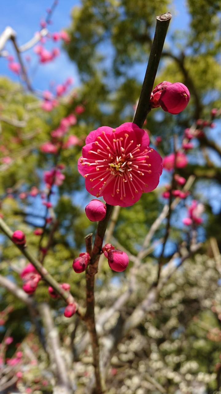 UME