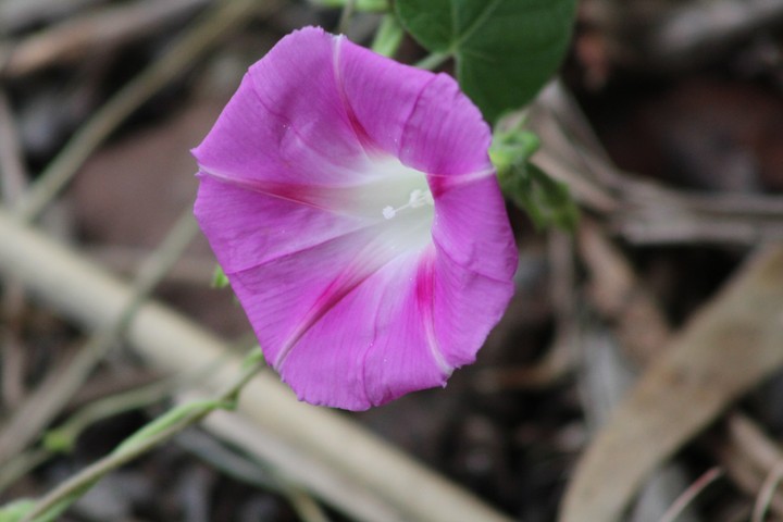 flower ?