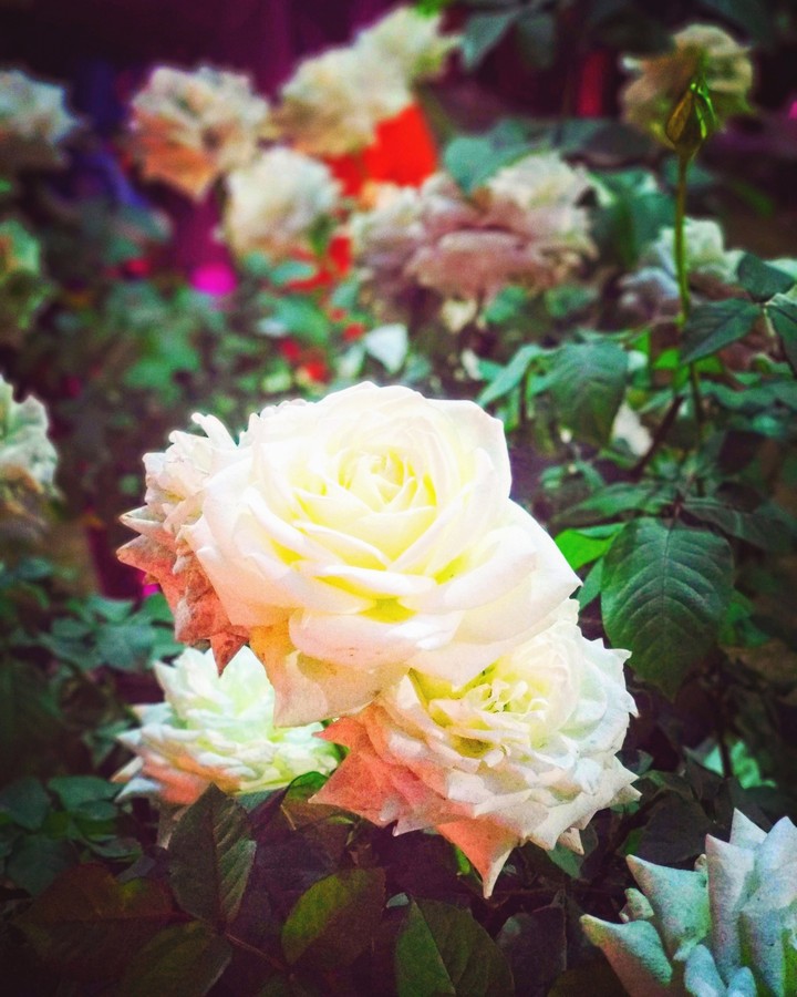 Instagram- @rs_photography_yolo