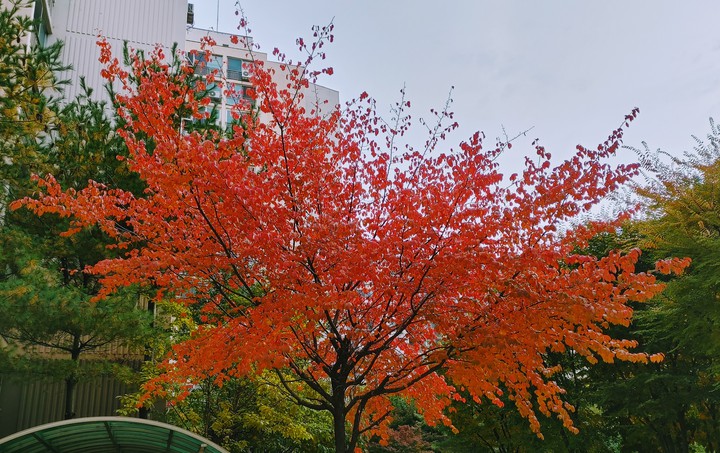 붉은단풍