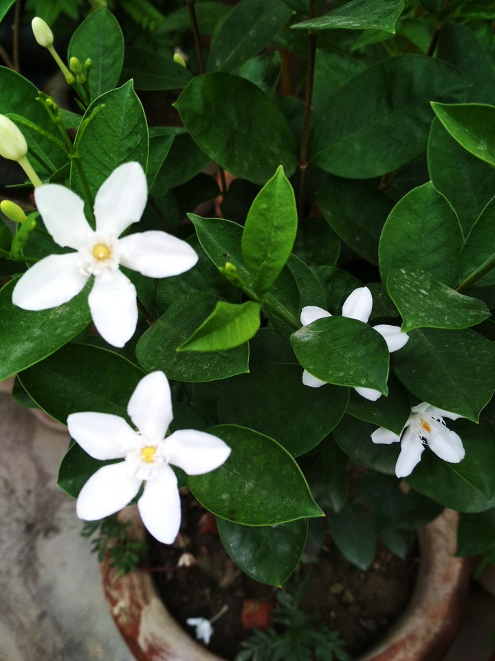 flower
