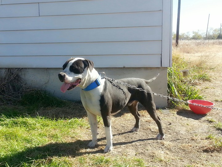 BoBo The Pit Bull