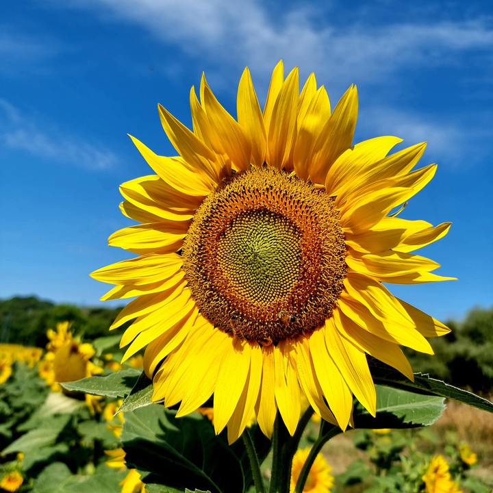 Sunflower
