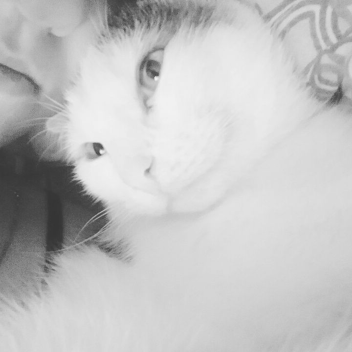 Котолюбовь