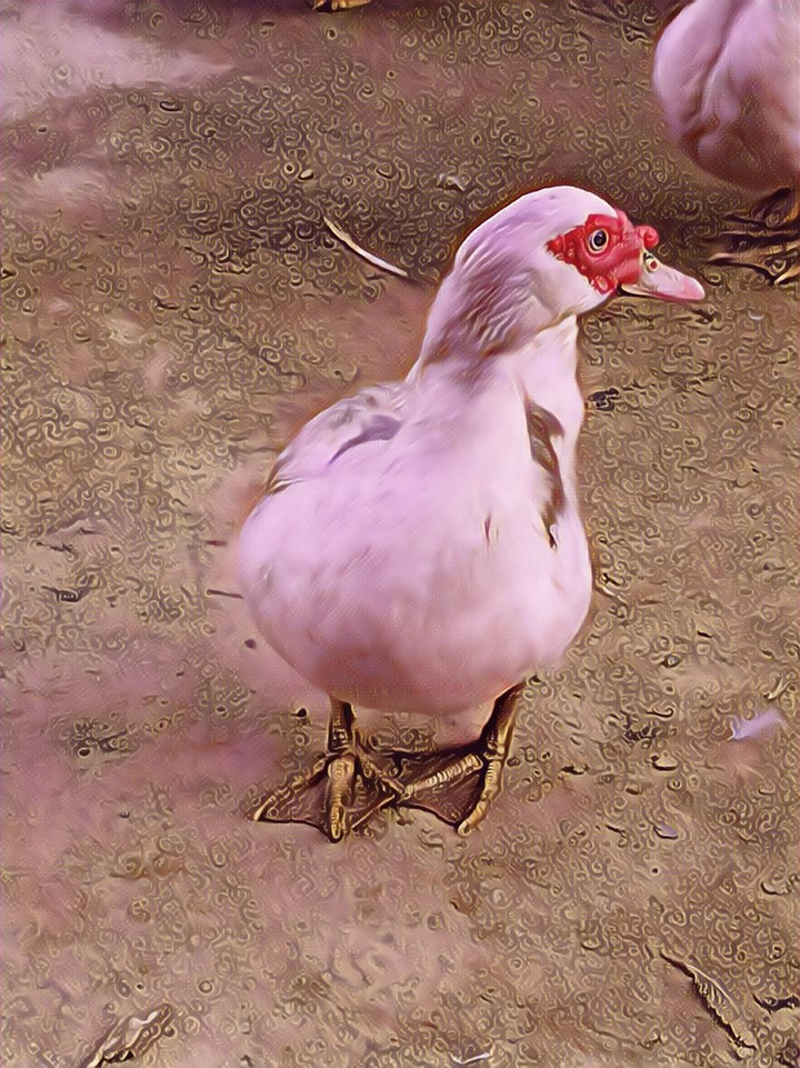 Donald Duck