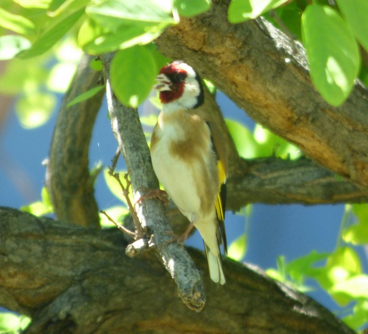European goldfinch (Carduelis carduelis)