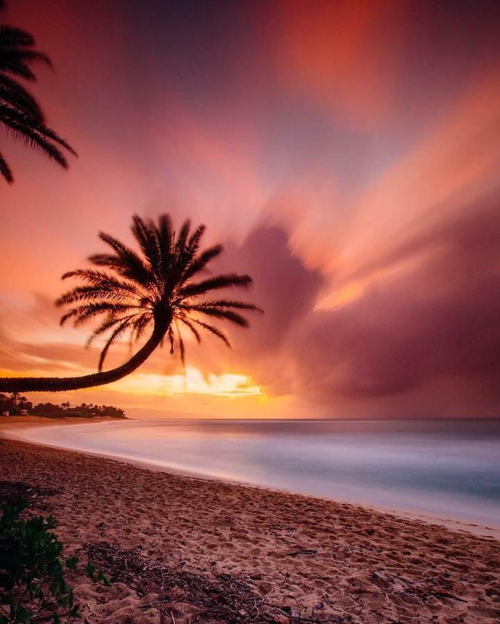 Palm tree on the beach
