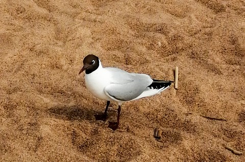sfondi seabird, charadriiformes