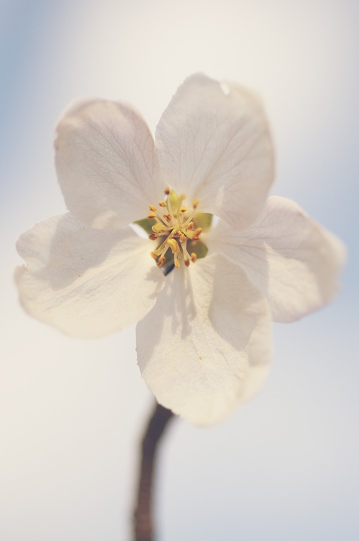 하얀 꽃