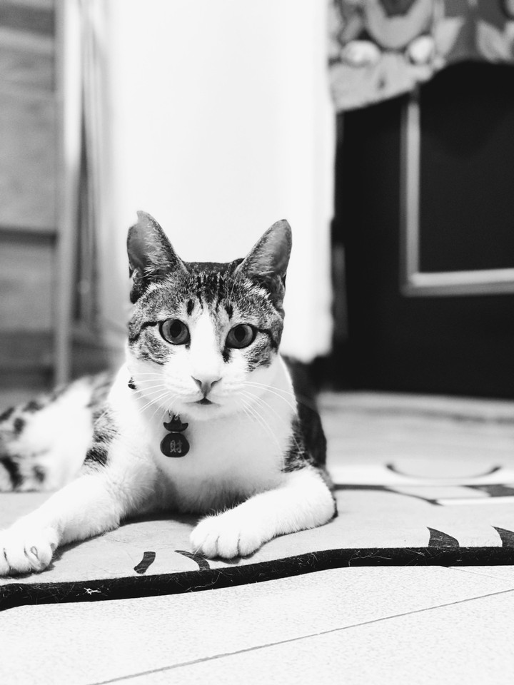 cat