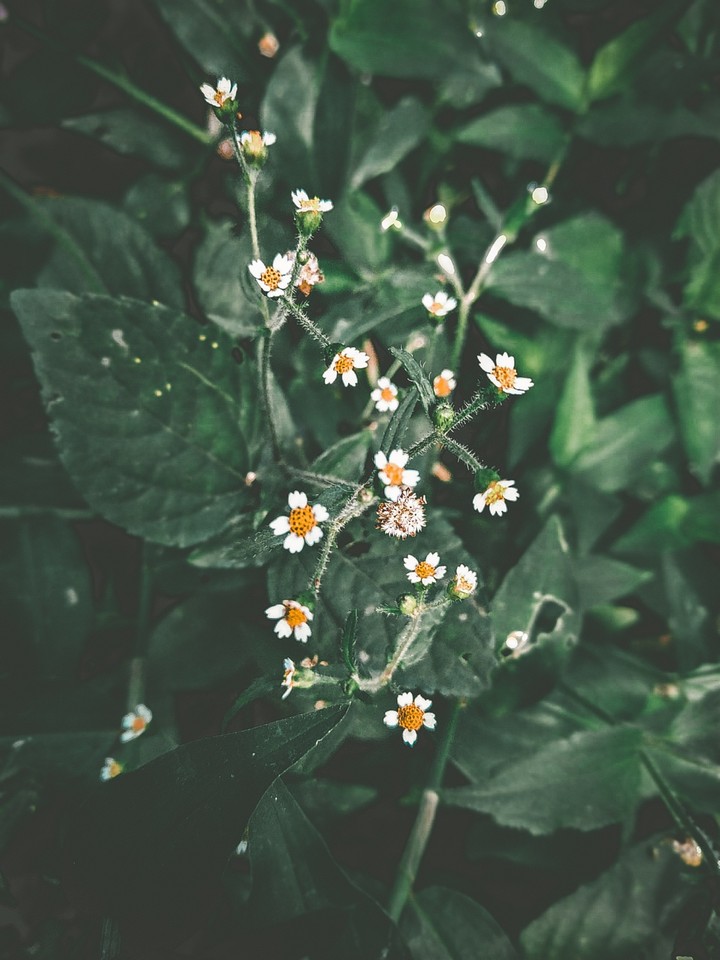 smallflowers