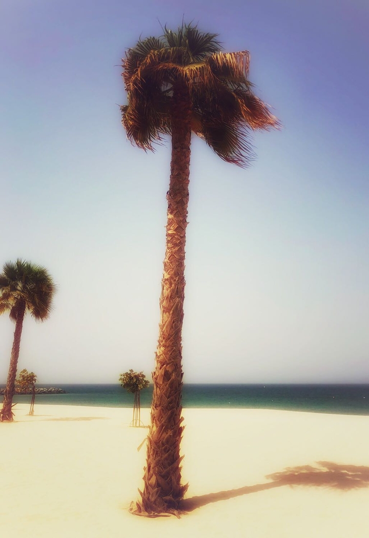 Palm Tree
