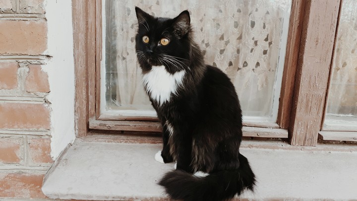 кошки