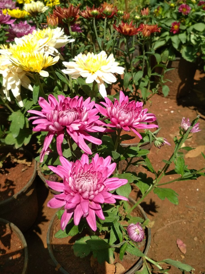 Flowers
