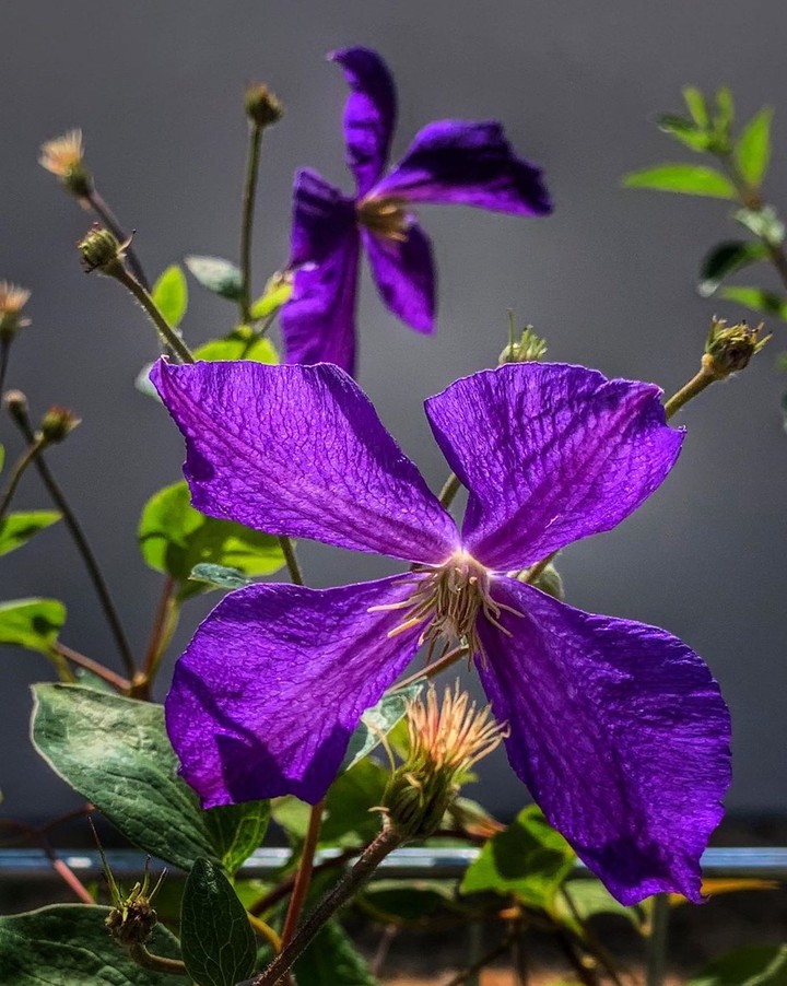 purple