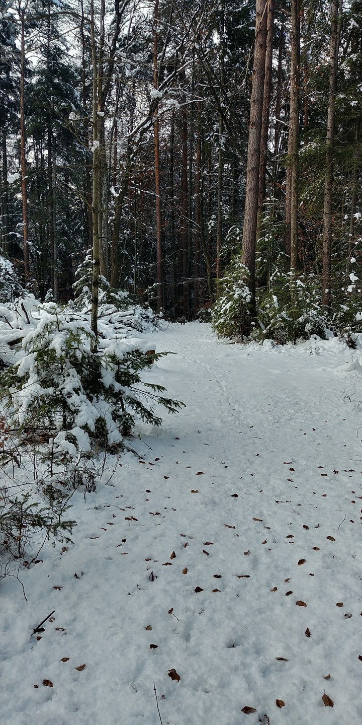 Winter Forest
