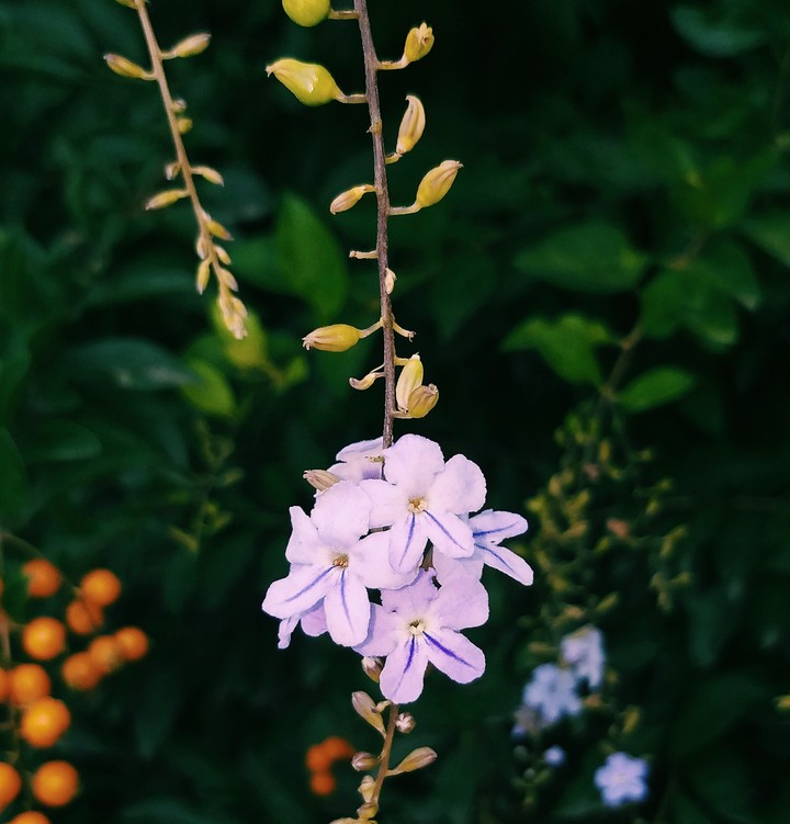 Tiny flowers