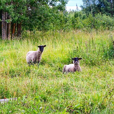 two sheeps