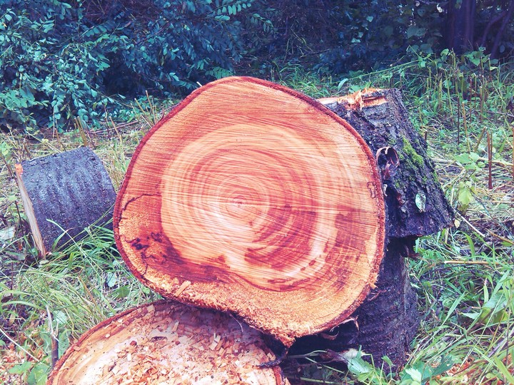 Trunk